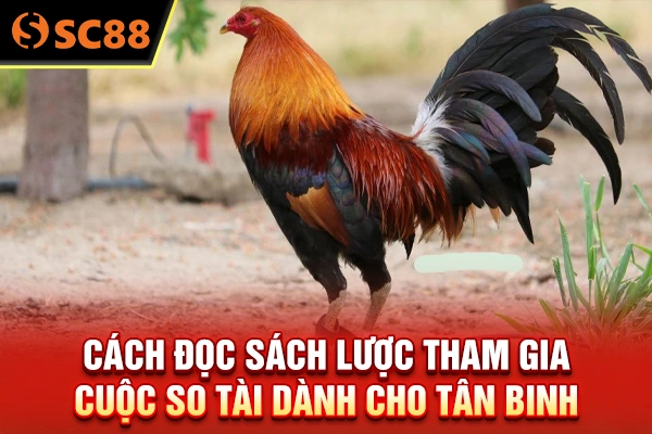 Cách đọc sách lược tham gia cuộc so tài dành cho tân binh