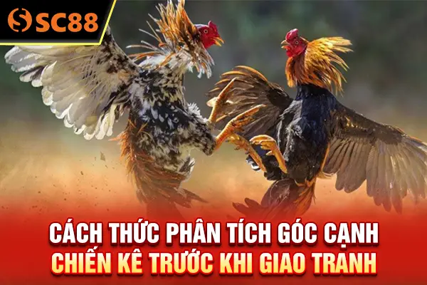 Cách thức phân tích góc cạnh chiến kê trước khi giao tranh