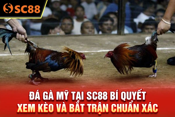 Đá gà Mỹ tại SC88 - Bí Quyết Xem Kèo Và Bắt Trận Chuẩn Xác