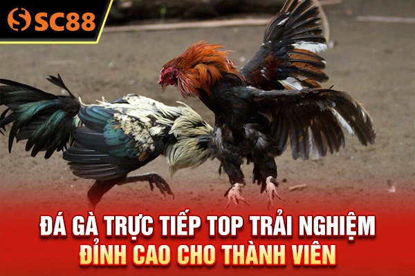 Đá Gà Trực Tiếp - Top Trải Nghiệm Đỉnh Cao Cho Thành Viên