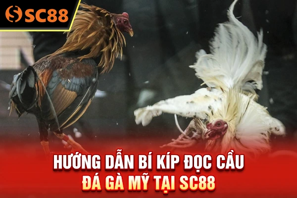 Hướng dẫn bí kíp đọc cầu đá gà Mỹ tại SC88