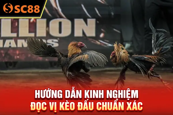 Hướng dẫn kinh nghiệm đọc vị kèo đấu chuẩn xác
