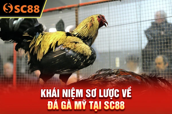 Khái niệm sơ lược về đá gà Mỹ tại SC88