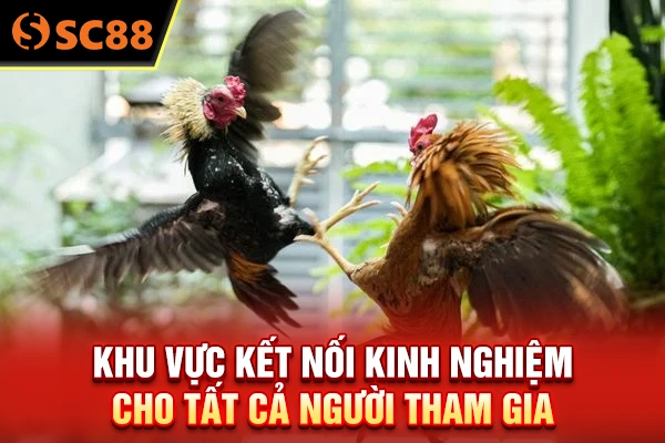 Khu vực kết nối kinh nghiệm cho tất cả người tham gia