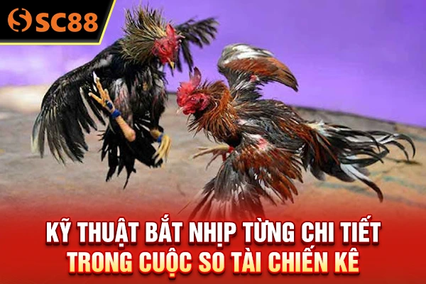 Kỹ thuật bắt nhịp từng chi tiết trong cuộc so tài chiến kê