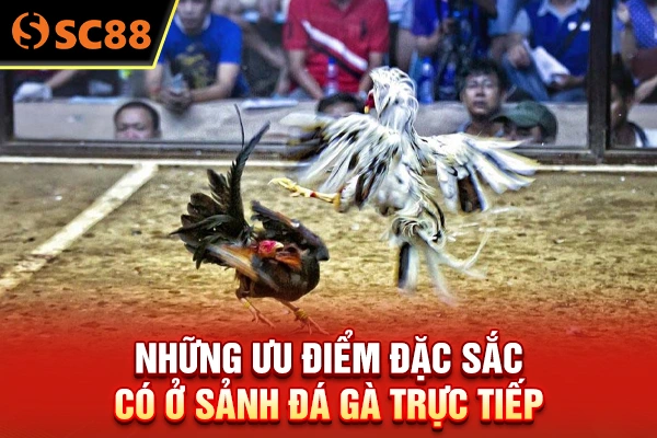 Những ưu điểm đặc sắc có ở sảnh đá gà trực tiếp