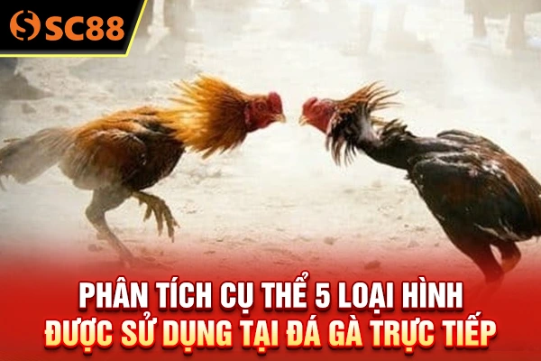 Phân tích cụ thể 5 loại hình được sử dụng tại đá gà trực tiếp