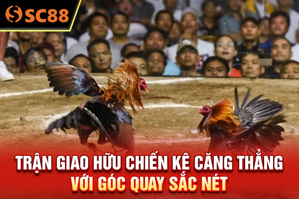 Trận giao hữu chiến kê căng thẳng với góc quay sắc nét